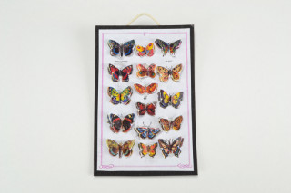 Lehrkarte "Schmetterlinge"
