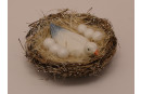 Nest mit M&ouml;we und Eier