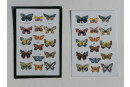 Lehrkarte "Schmetterlinge"- Bastelset - Neuheit...